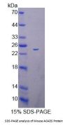 Mouse Acyl Coenzyme A Dehydrogenase, C2-To-C3 Short Chain (ACADS) Protein