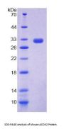 Mouse Acyl Coenzyme A Oxidase 2, Branched (ACOX2) Protein