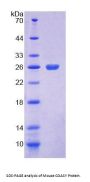 Mouse Coenzyme A Synthase (COASY) Protein