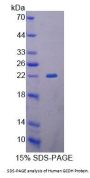 Human Glutaryl Coenzyme A Dehydrogenase (GCDH) Protein