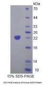 Mouse Glutaryl Coenzyme A Dehydrogenase (GCDH) Protein