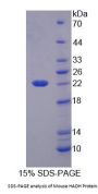 Mouse Hydroxyacyl Coenzyme A Dehydrogenase (HADH) Protein