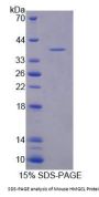 Mouse 3-Hydroxymethyl-3-Methylglutaryl Coenzyme A Lyase (HMGCL) Protein