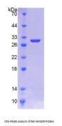 Rat 3-Hydroxy-3-Methylglutaryl Coenzyme A Reductase (HMGCR) Protein