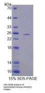 Mouse Hydroxymethylglutaryl-CoA Synthase, Mitochondrial (HMGCS2) Protein