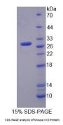 Mouse Isovaleryl Coenzyme A Dehydrogenase (IVD) Protein
