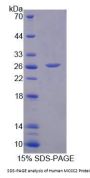 Human Methylcrotonoyl Coenzyme A Carboxylase 2 (MCCC2) Protein