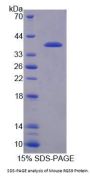 Mouse Regulator Of G Protein Signaling 9 (RGS9) Protein