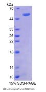 Human Regulator Of G Protein Signaling 1 (RGS1) Protein