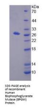 Human Bisphosphoglycerate Mutase (BPGM) Protein
