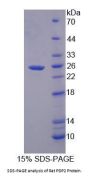 Rat Pyruvate Dehydrogenase Phosphatase 2 (PDP2) Protein