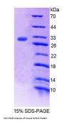 Mouse Runt Related Transcription Factor 3 (RUNX3) Protein