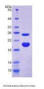 Rat Arginine Vasopressin-Induced Protein 1 (AVPI1) Protein