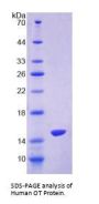 Human Preprooxytocin (OT) Protein