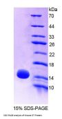 Mouse Preprooxytocin (OT) Protein