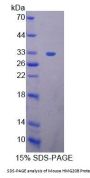 Mouse SWI/SNF-Related Matrix-Associated Actin-Dependent Regulator of Chromatin Subfamily E Member 1-Related (HMG20B) Protein