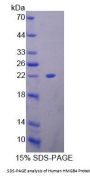 Human High Mobility Group Protein B4 (HMGB4) Protein