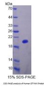 Human Deoxythymidylate Kinase (DTYMK) Protein