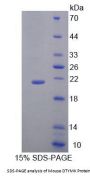 Mouse Deoxythymidylate Kinase (DTYMK) Protein