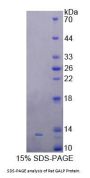 Rat Galanin Like Peptide (GALP) Protein