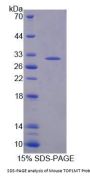 Mouse Topoisomerase I, Mitochondrial (TOP1MT) Protein