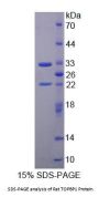 Rat Topoisomerase II Binding Protein 1 (TOPBP1) Protein