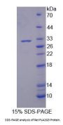 Rat Phospholipase A2, Group III (PLA2G3) Protein