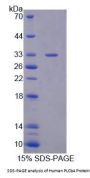 Human Phospholipase C Beta 4 (PLCb4) Protein