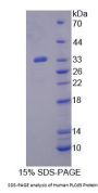 Human Phospholipase C Delta 3 (PLCd3) Protein