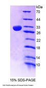 Mouse Phospholipase C Epsilon 1 (PLCe1) Protein