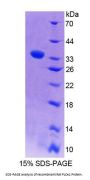 Rat Phospholipase C Epsilon 1 (PLCe1) Protein