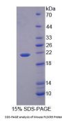 Mouse Phospholipid Scramblase 3 (PLSCR3) Protein