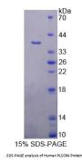 Human Phospholipid Scramblase 4 (PLSCR4) Protein