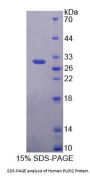 Human Phospholipase C Eta 2 (PLCh2) Protein