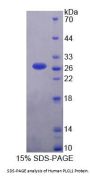 Human Phospholipase C Like Protein 1 (PLCL1) Protein