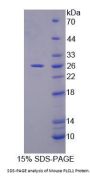 Mouse Phospholipase C Like Protein 1 (PLCL1) Protein
