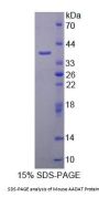 Mouse Aminoadipate Aminotransferase (AADAT) Protein