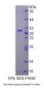 Rat Branched Chain Aminotransferase 1, Cytosolic (BCAT1) Protein