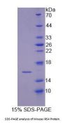 Mouse Insulin Receptor Substrate 4 (IRS4) Protein