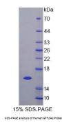 Human General Transcription Factor IIA, Polypeptide 2 (GTF2A2) Protein