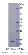 Human General Transcription Factor IIH, Polypeptide 5 (GTF2H5) Protein