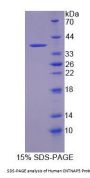Human Contactin Associated Protein Like Protein 5 (CNTNAP5) Protein
