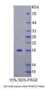 Rat Tumor Necrosis Factor Receptor Superfamily, Member 25 (TNFRSF25) Protein