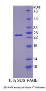 Mouse 5'-Nucleotidase, Mitochondrial (NT5M) Protein