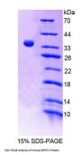 Mouse 3',5'-Bisphosphate Nucleotidase 1 (BPNT1) Protein