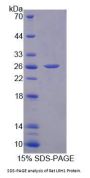 Rat Nuclear Receptor Subfamily 5 Group A Member 2 (NR5A2) Protein