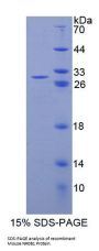 Mouse Nuclear Receptor Subfamily 0, Group B, Member 1 (NR0B1) Protein