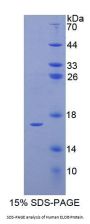 Human Elongin B (ELOB) Protein
