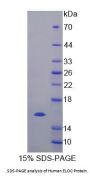 Human Elongin C (ELOC) Protein