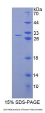 Human Transcription Elongation Factor A2 (TCEA2) Protein